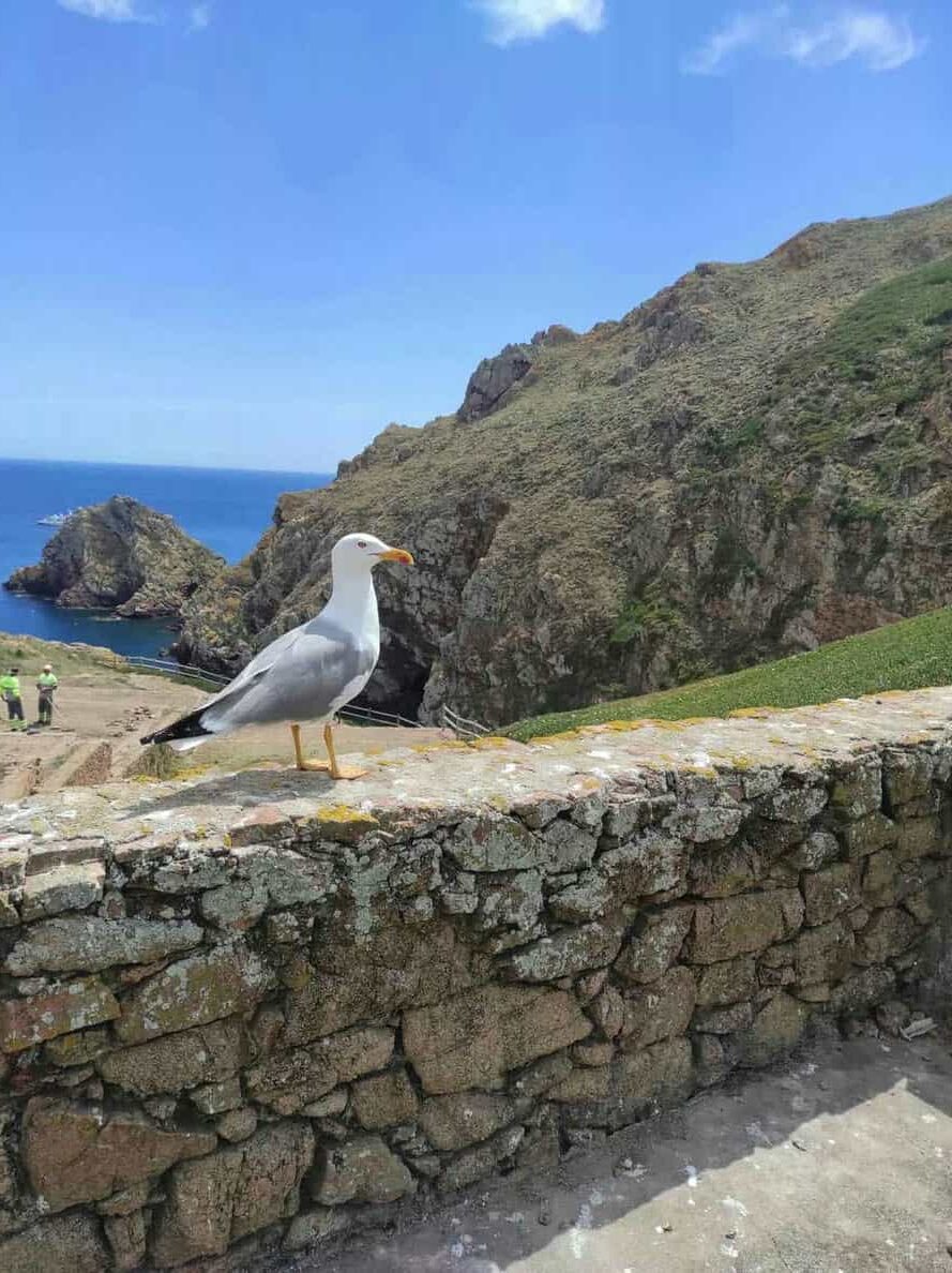 Foto de Gaivota na Berlenga